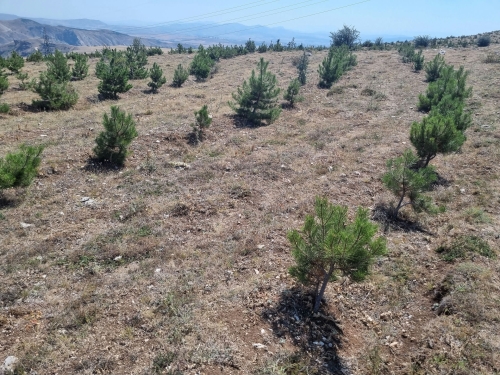 Sivas, Merkez / Tavraboğazı Sahamız: