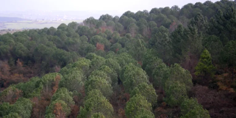 Çatalca Durusu&#039;daki 7 Ağaç Ormanlarını Ziyaret Ettik