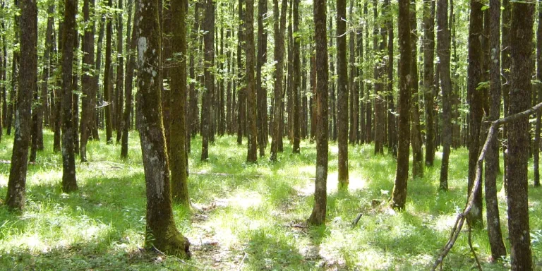 Yeşil Doku ve Ormanların Korunmasında Sivil Toplum Kuruluşlarının Rolü